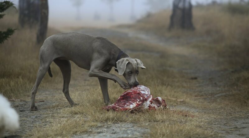 donner de la Viande pour chien