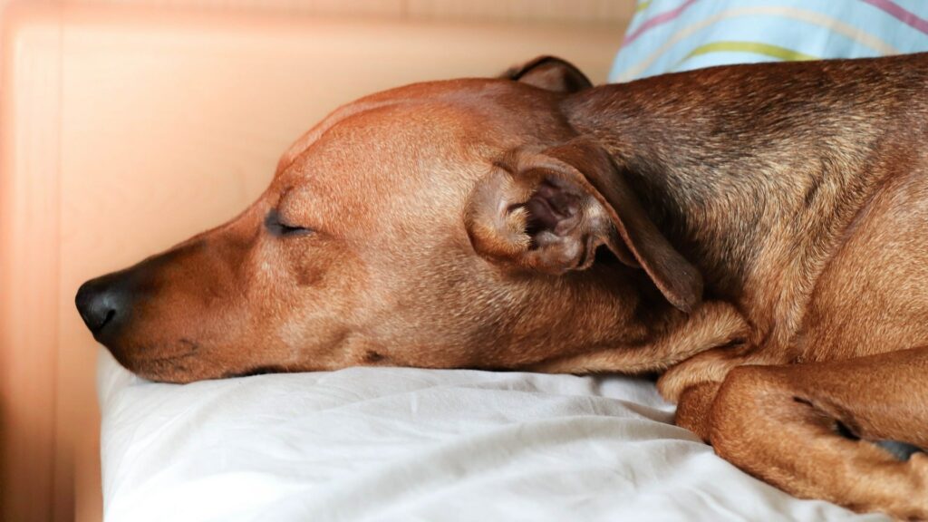 durée Sommeil du chien