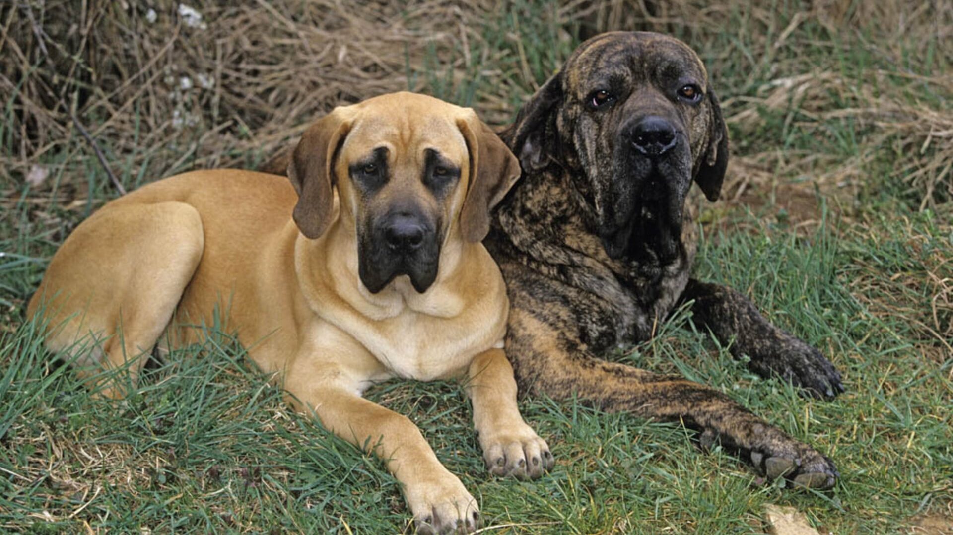 élever Fila brasileiro