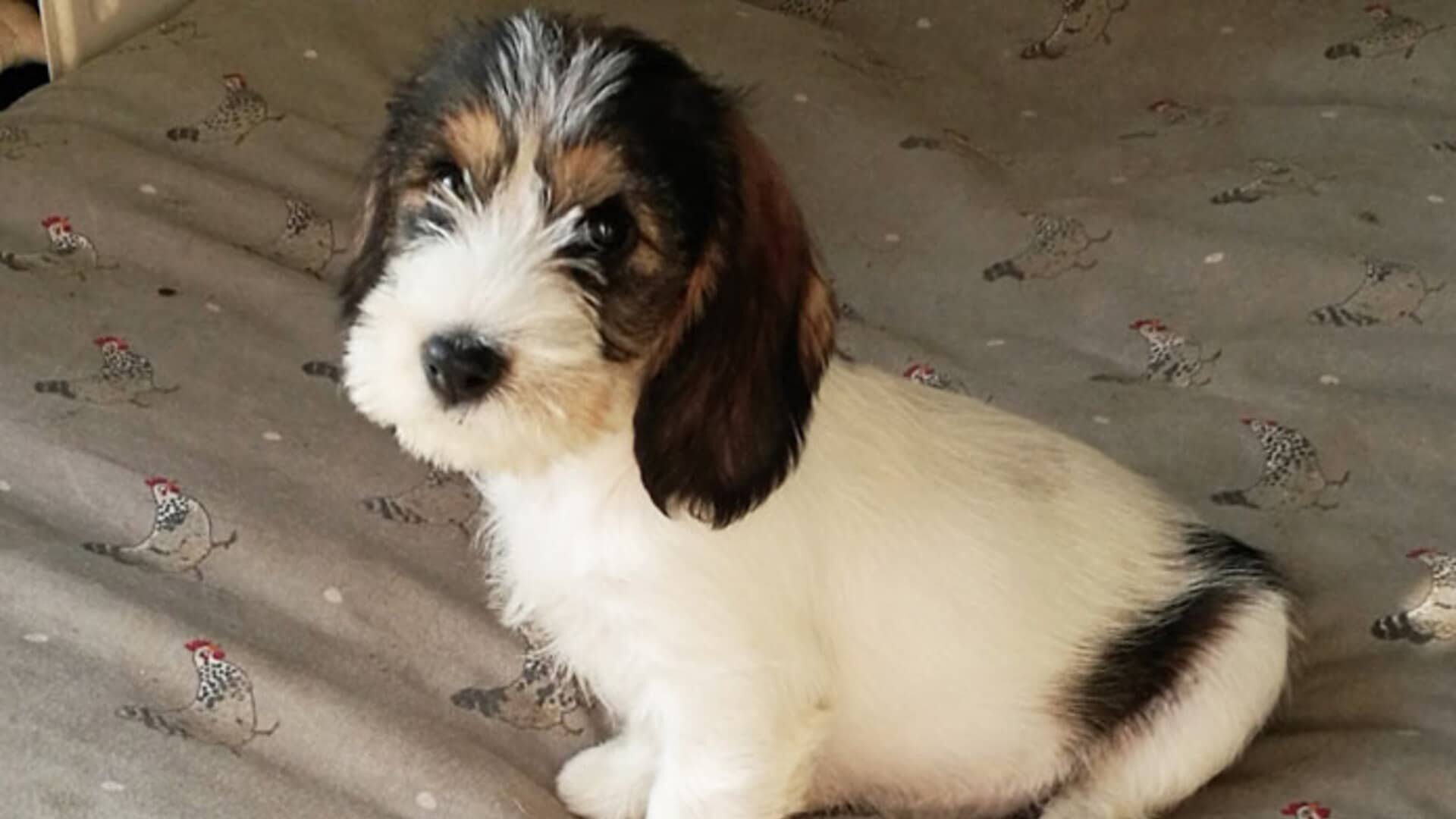 élever Petit basset griffon vendéen