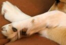 ergot chez le chien