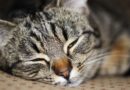 fibrosarcome chez le chat