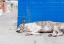 gastrite chez le chien