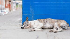 gastrite chez le chien