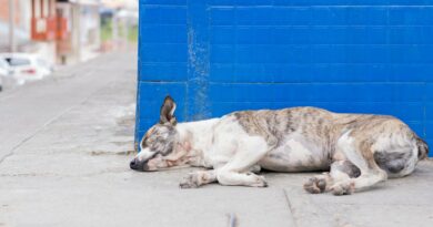 gastrite chez le chien