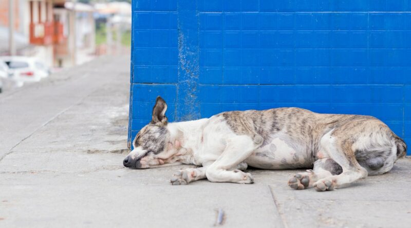 gastrite chez le chien