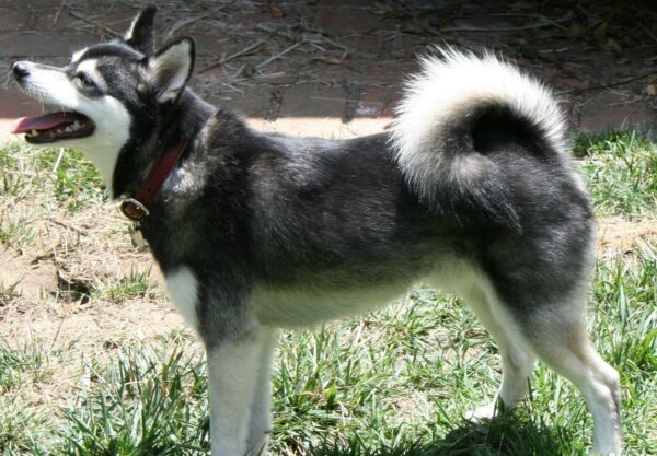 husky alaskan klee kai