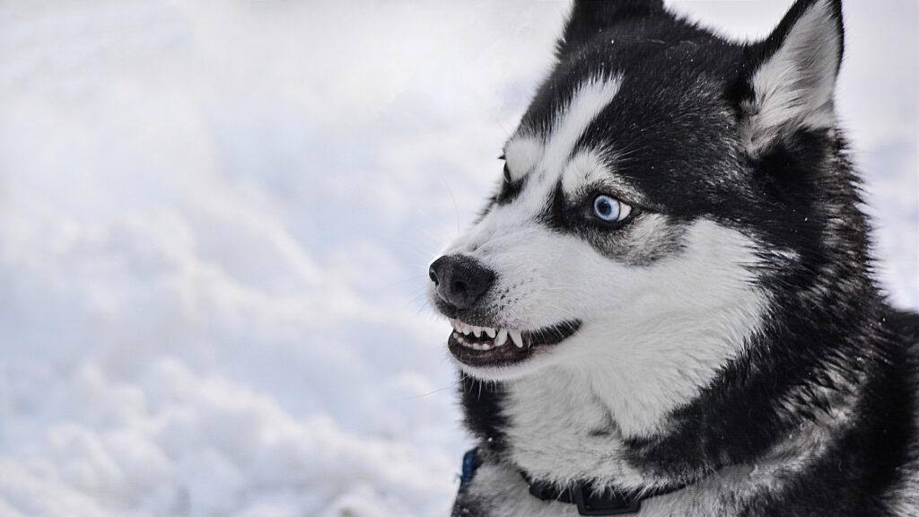 husky chien primitif