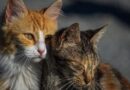 maladies chez le chat