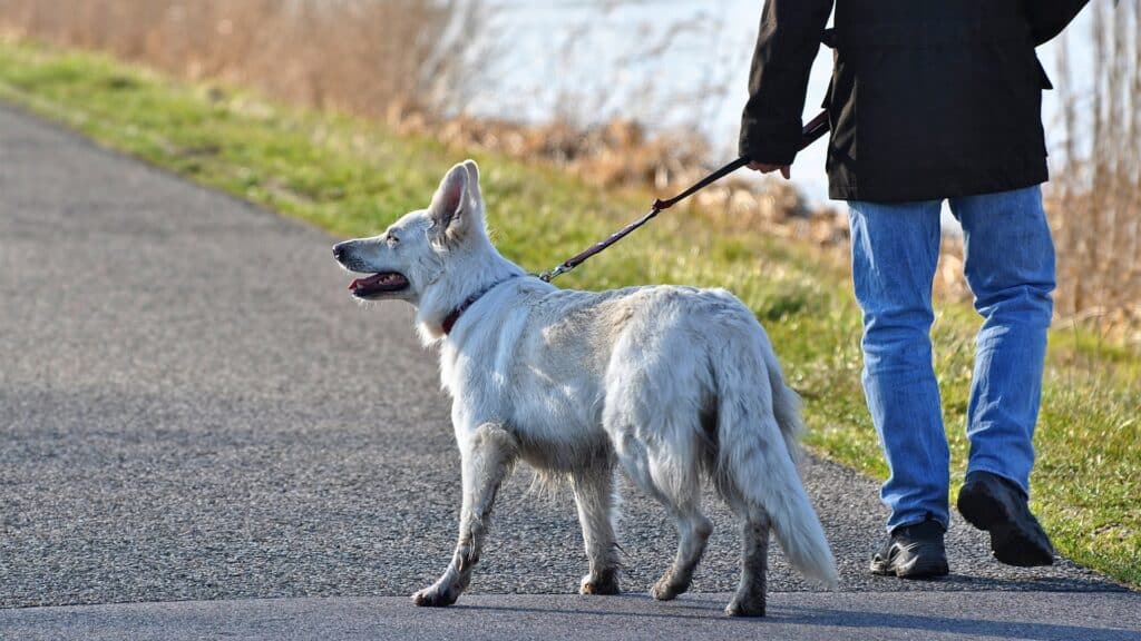 métier Promeneur de chien