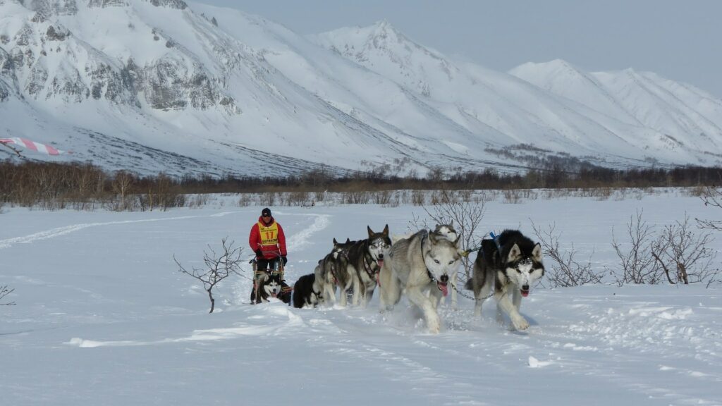 métier de musher