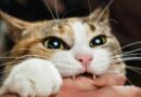 morsure de chat