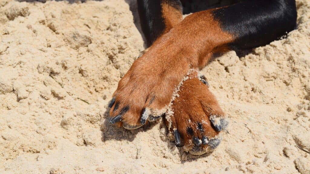 nécessité de l'ergot chez le chien