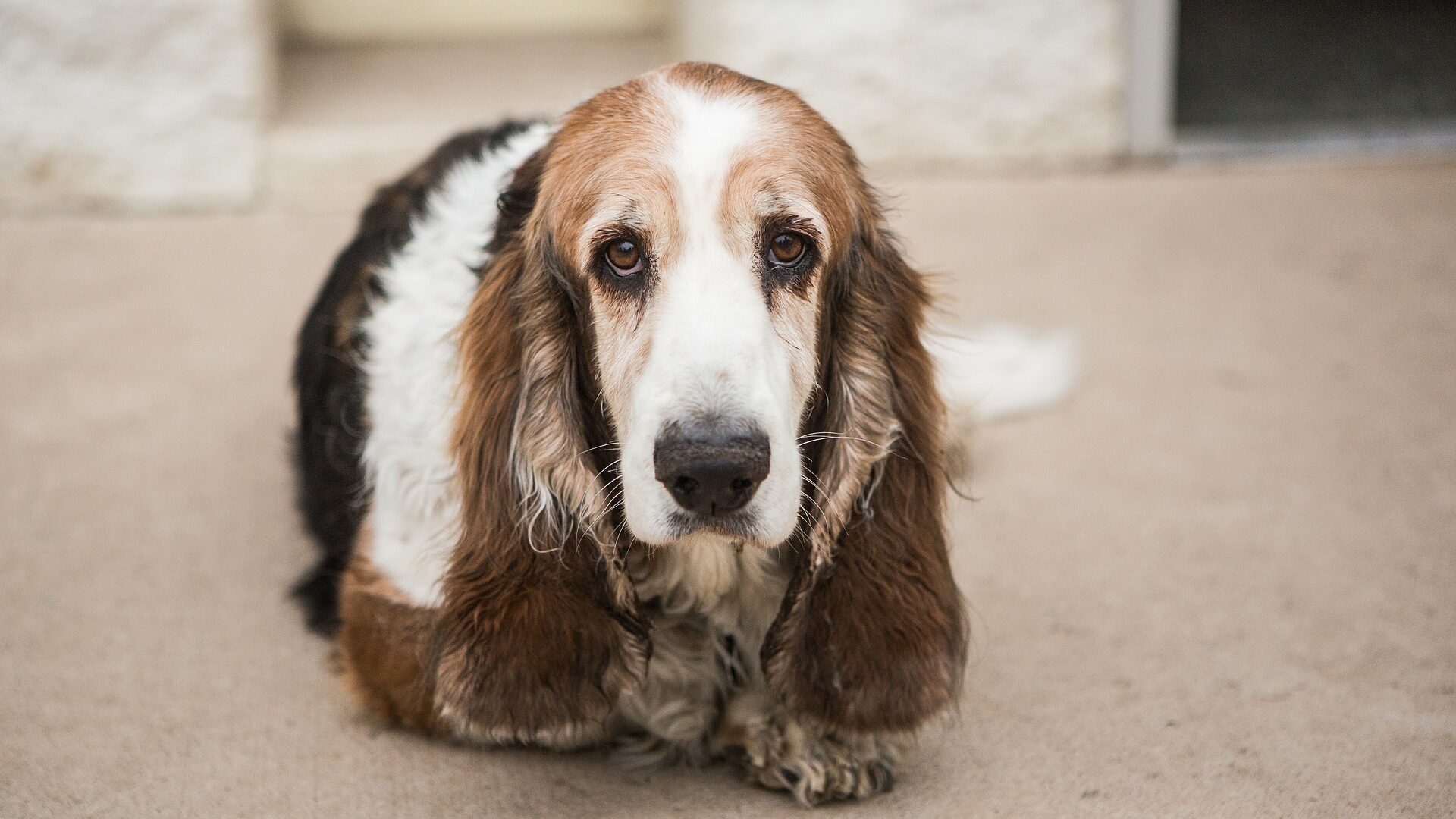 pelage Basset Hound