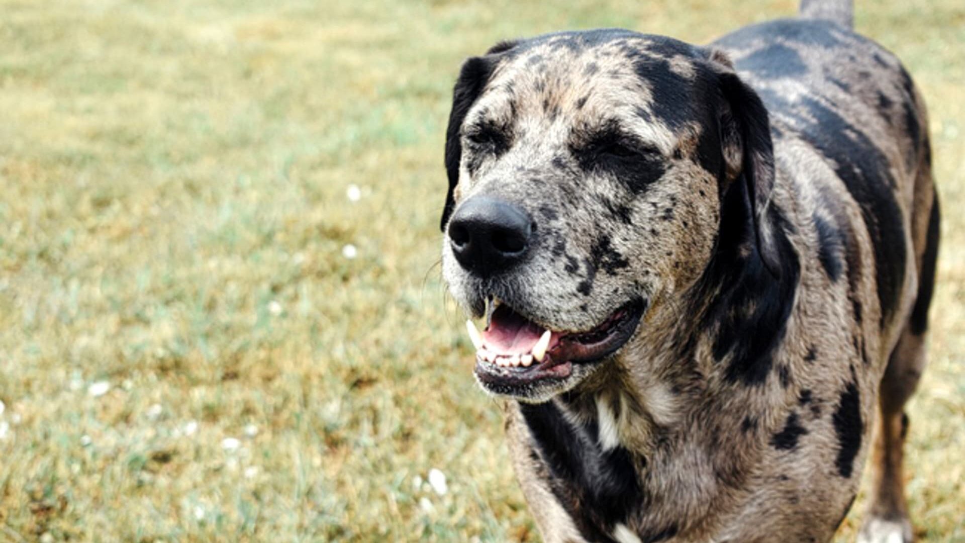 pelage Chien léopard catahoula