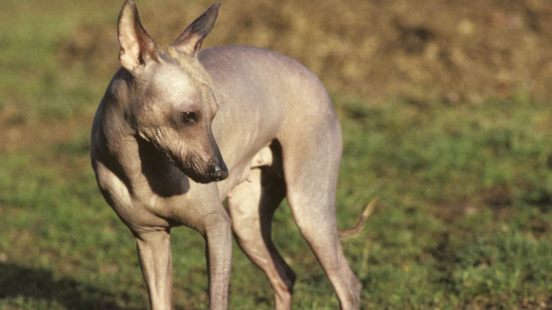 pelage Chien nu du Mexique