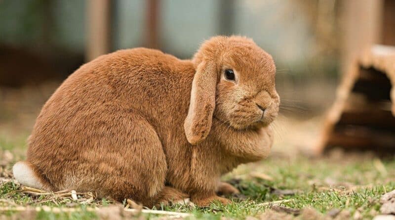 pelage Lapin bélier