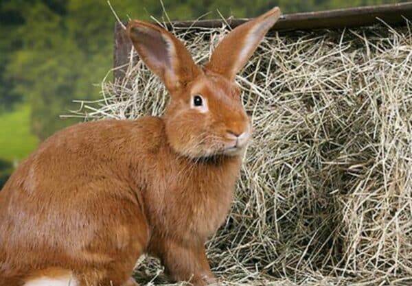 pelage Lapin fauve de Bourgogne