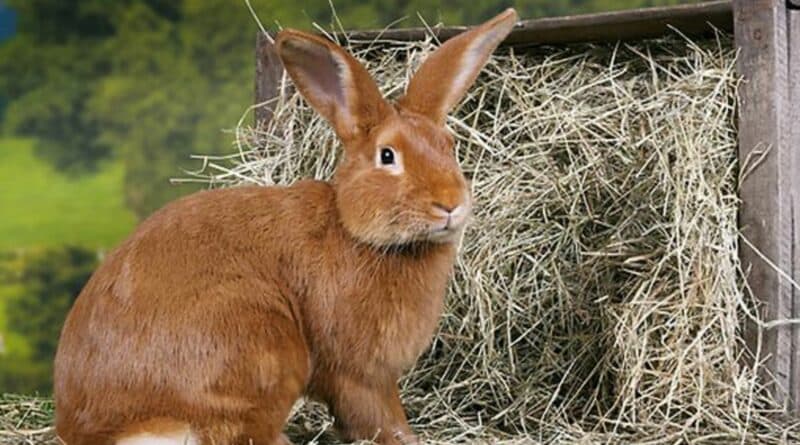 pelage Lapin fauve de Bourgogne