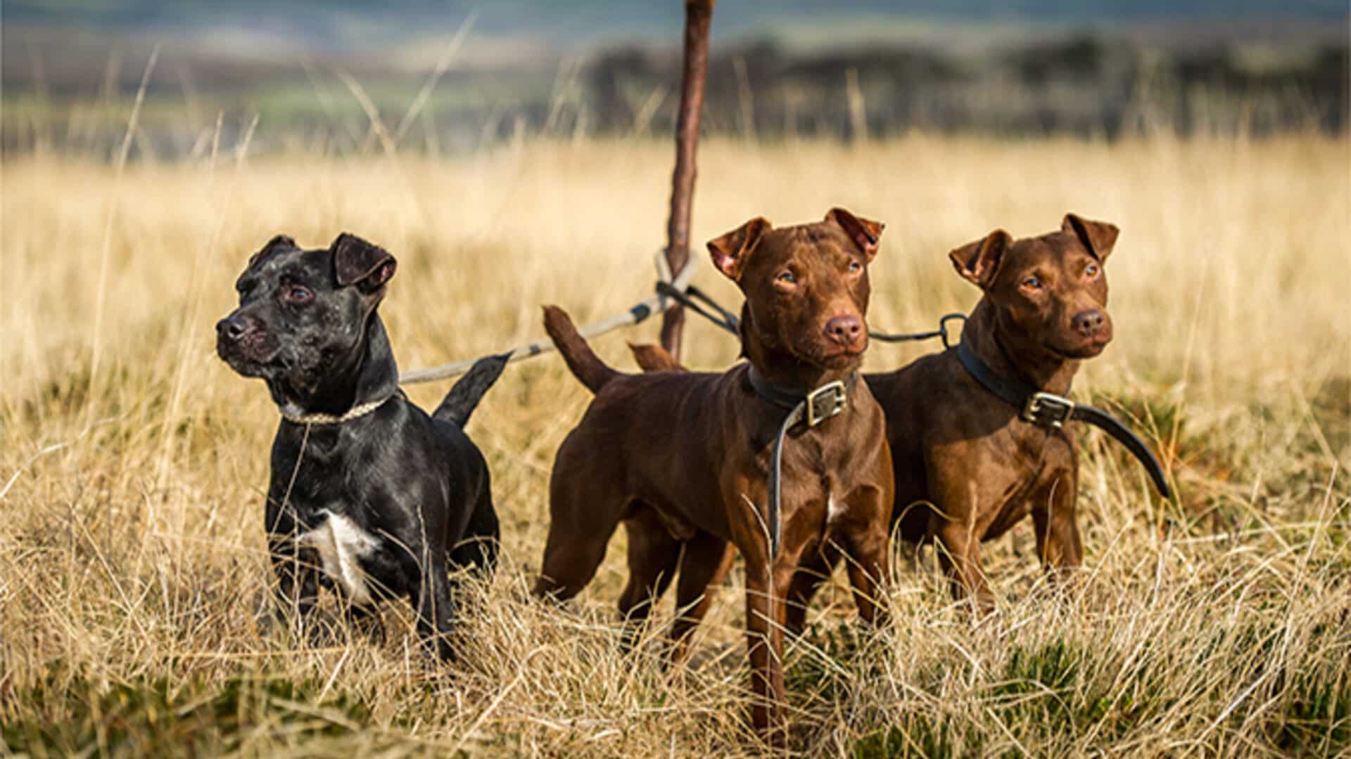 chiens adopter Patterdale terrier