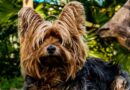 petit chien à poil long