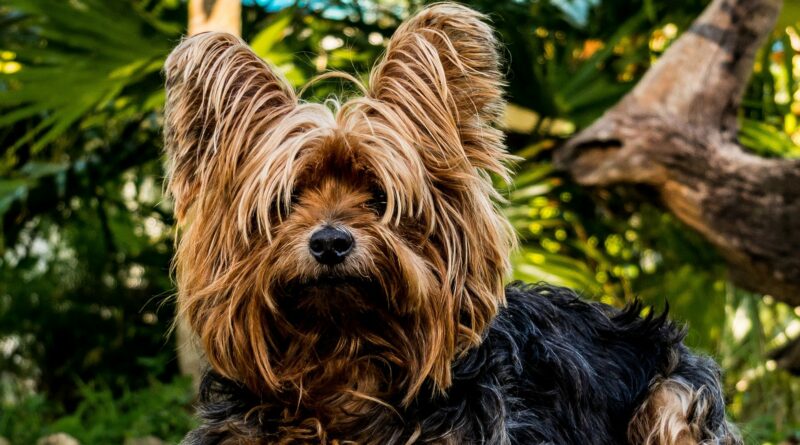 petit chien à poil long