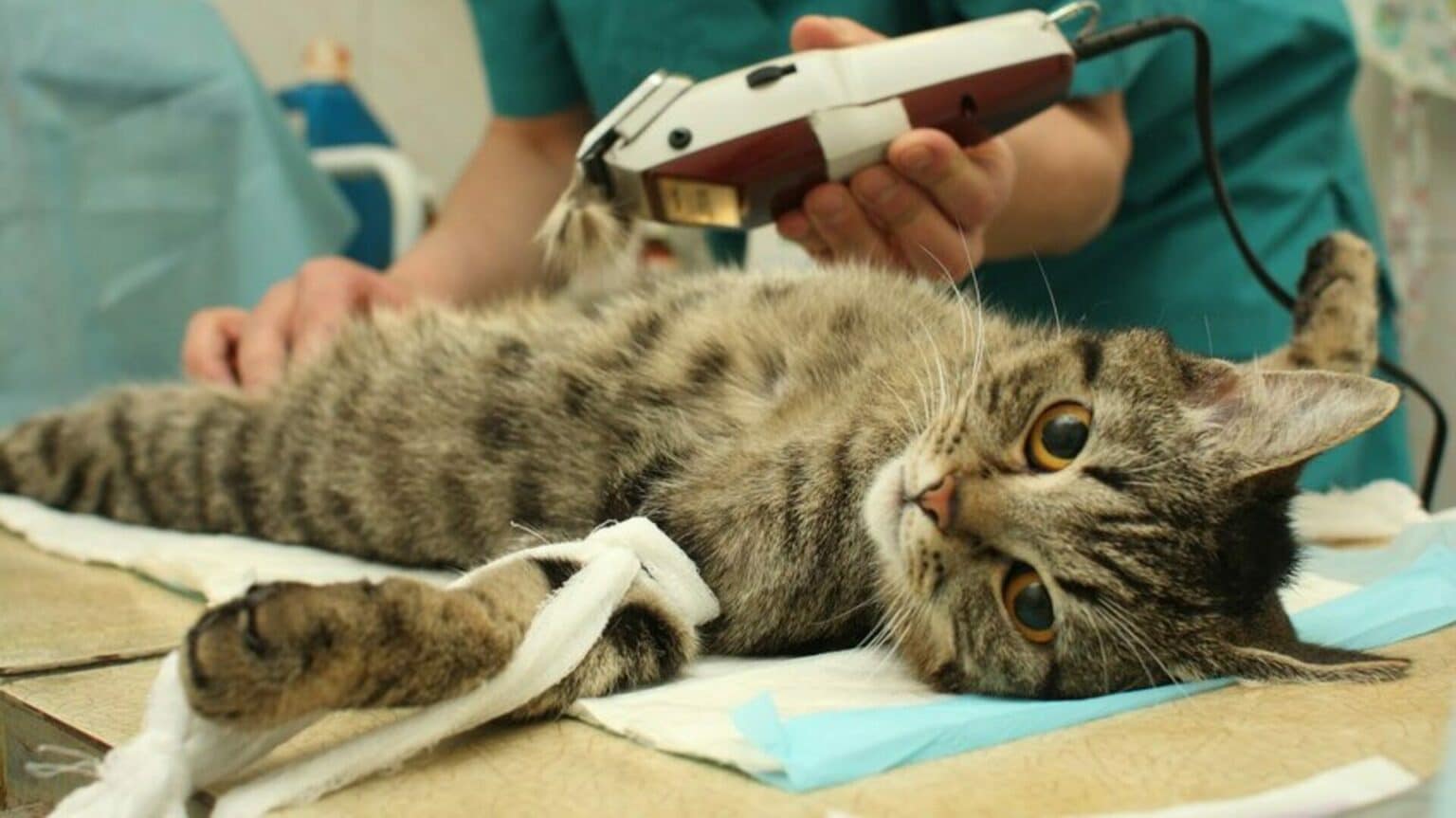 Castration du chat pourquoi et comment le faire