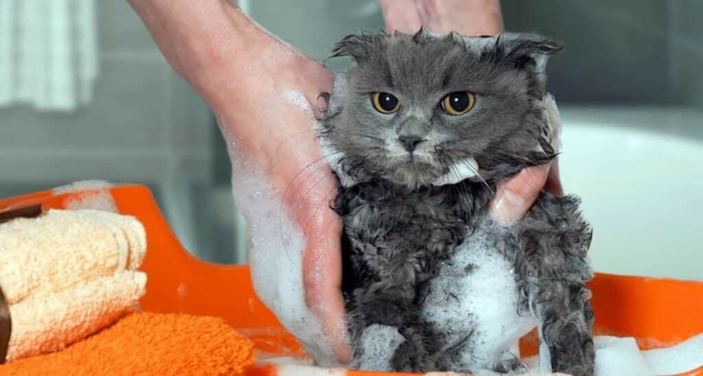 quel Shampoing pour chat utilisé