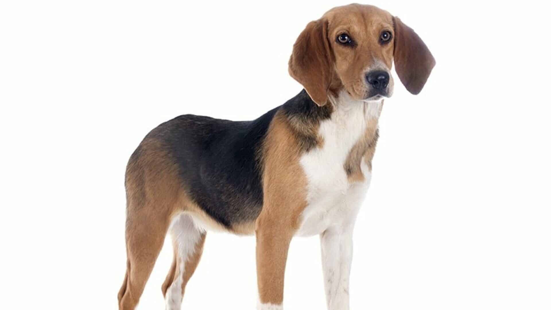 race Beagle Harrier