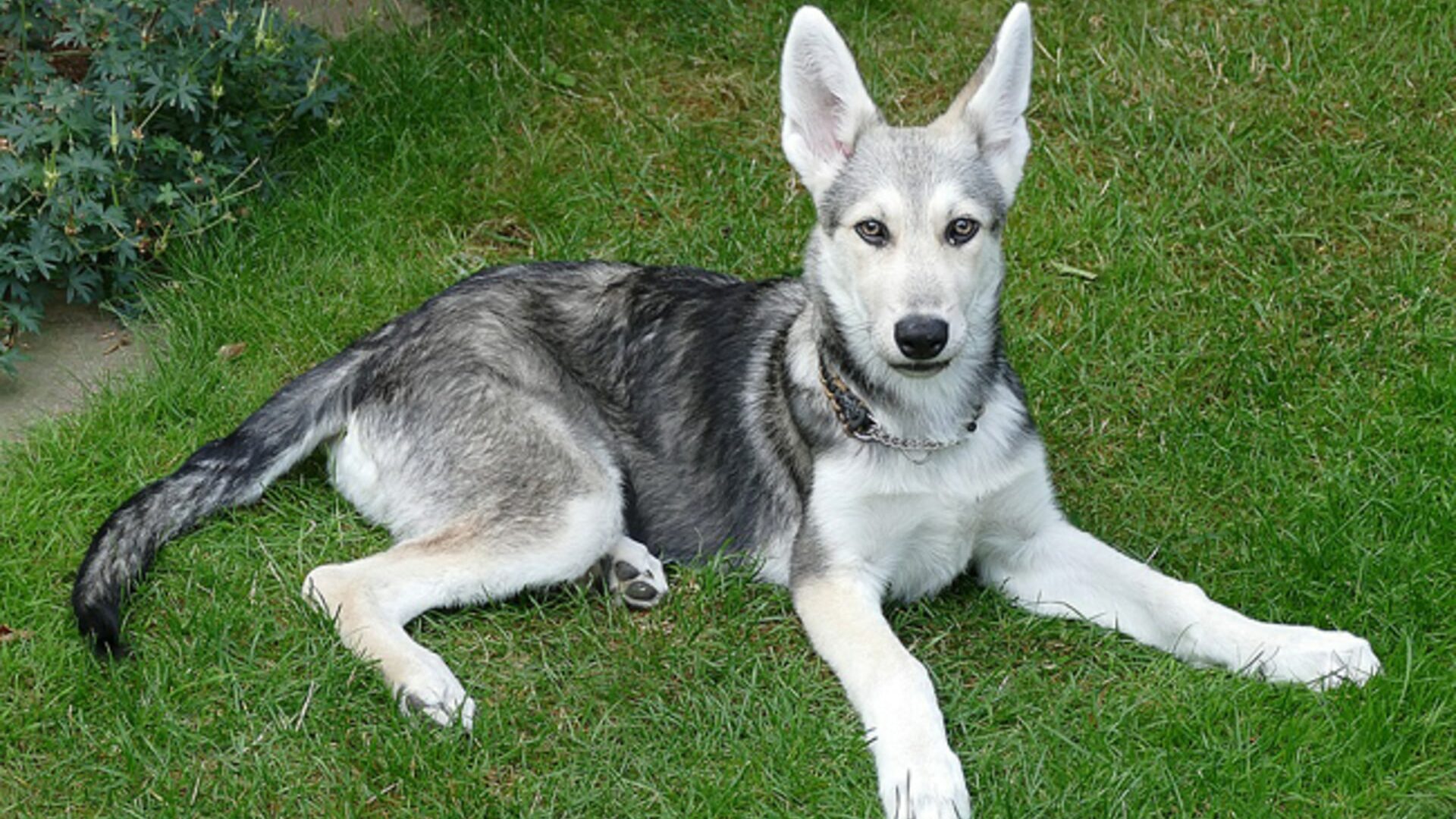 race Chien loup de saarloos