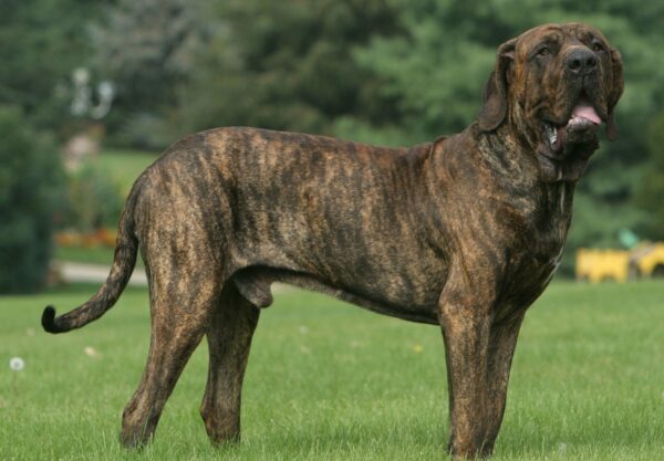 race Fila brasileiro