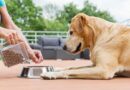 Tout savoir sur les besoins nutritionnels des chiens