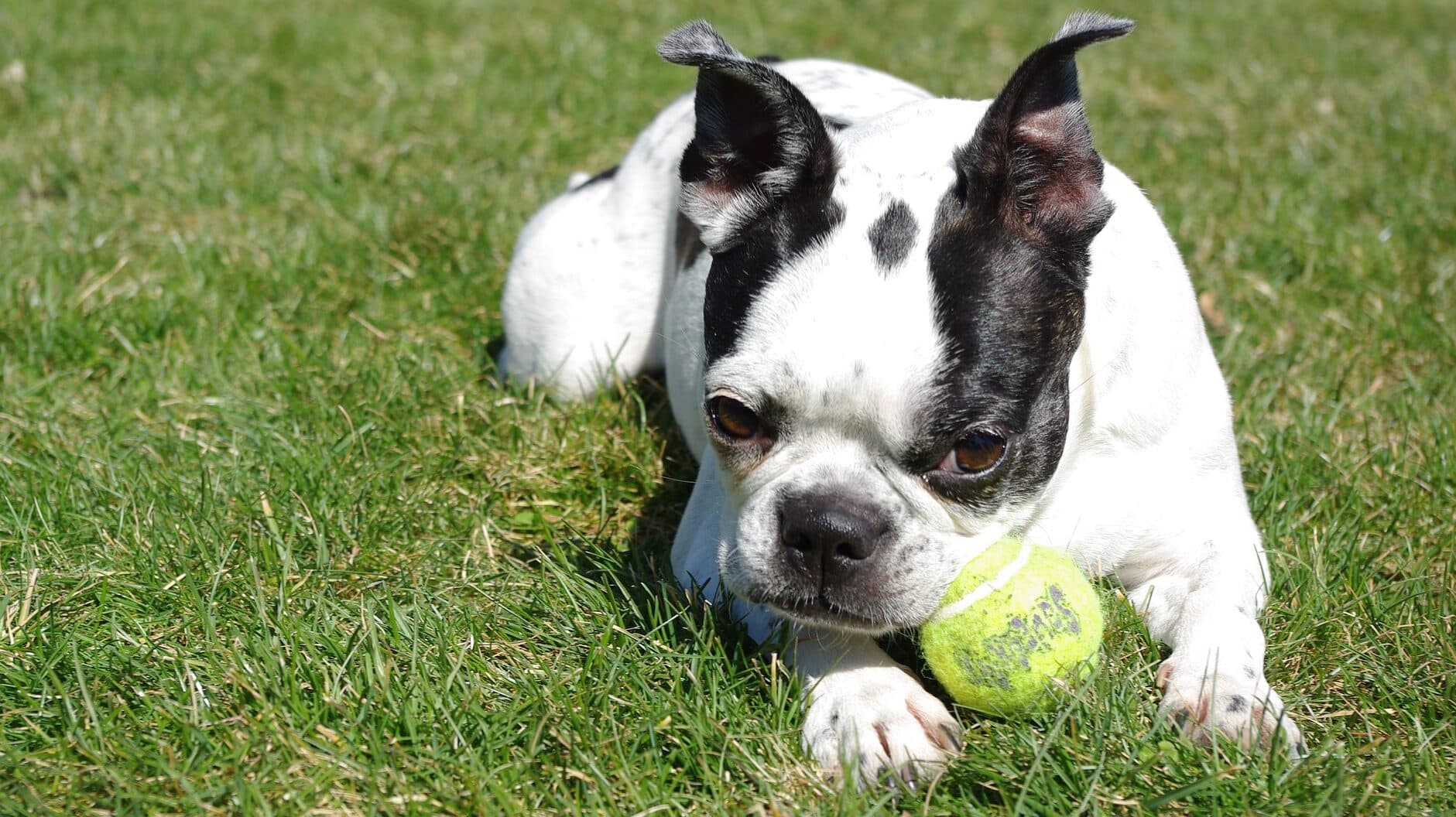 santé Boston terrier