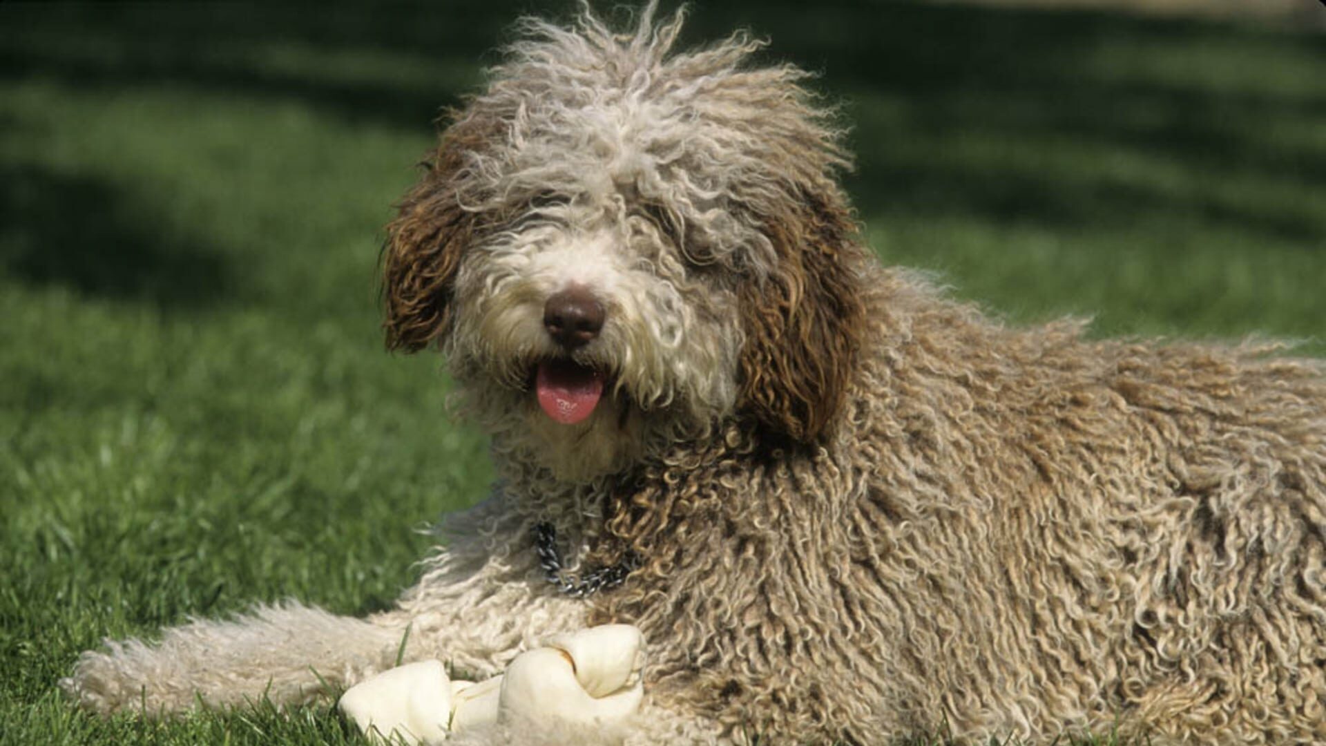 santé Chien d’eau espagnol