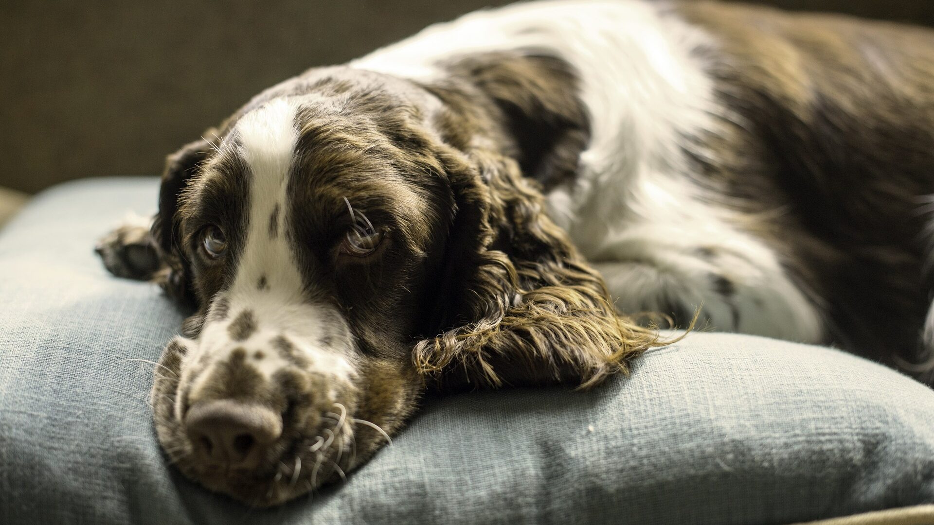 santé Springer spaniel