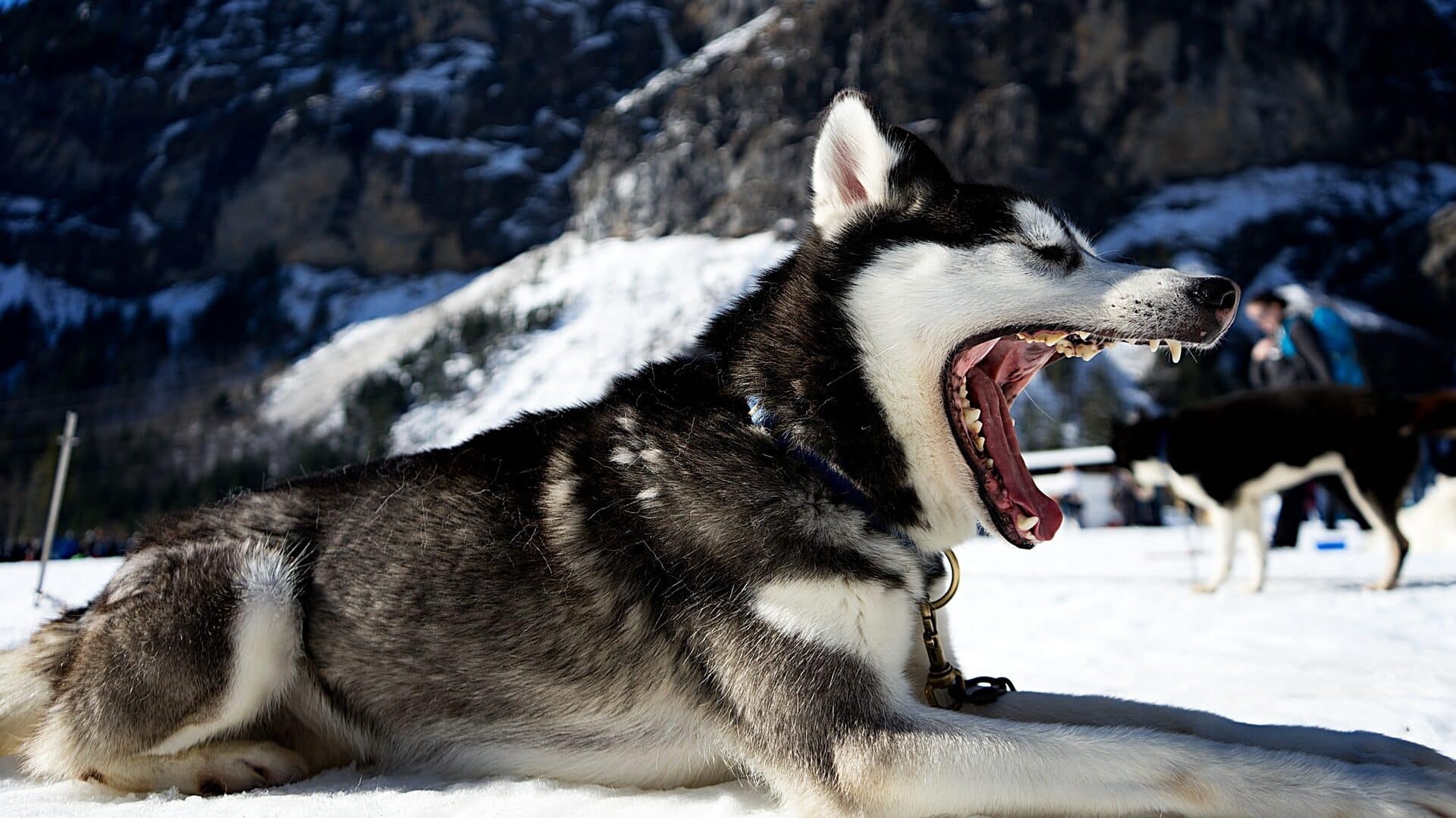 santé alaskan klee kai