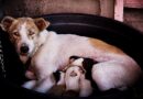 sevrage du chiot