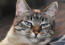 sida du chat