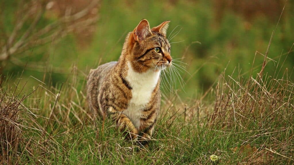 spécificités chat tabby