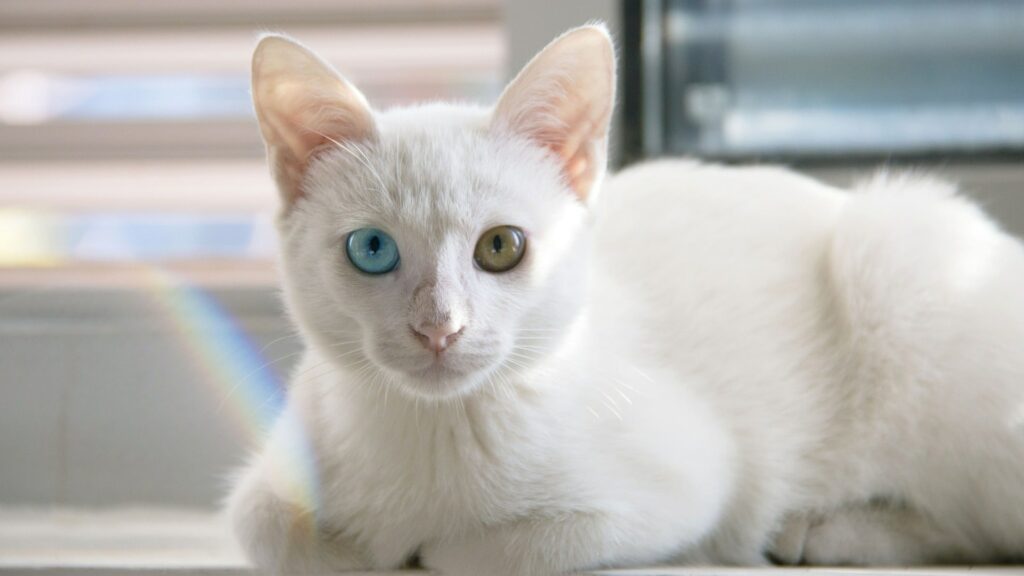 surdité chat blanc