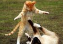 syndrome du tigre