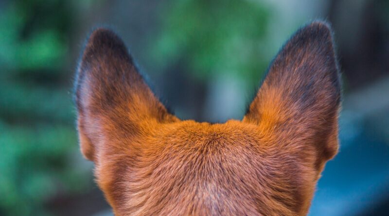 traitement Othématome du chien