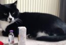traitement diabète chez le chat