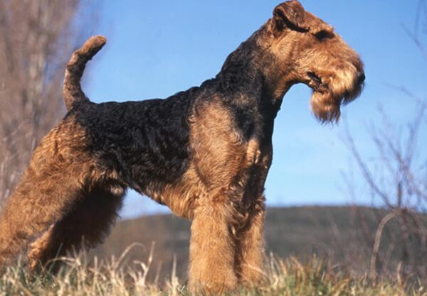 Airedale terrier