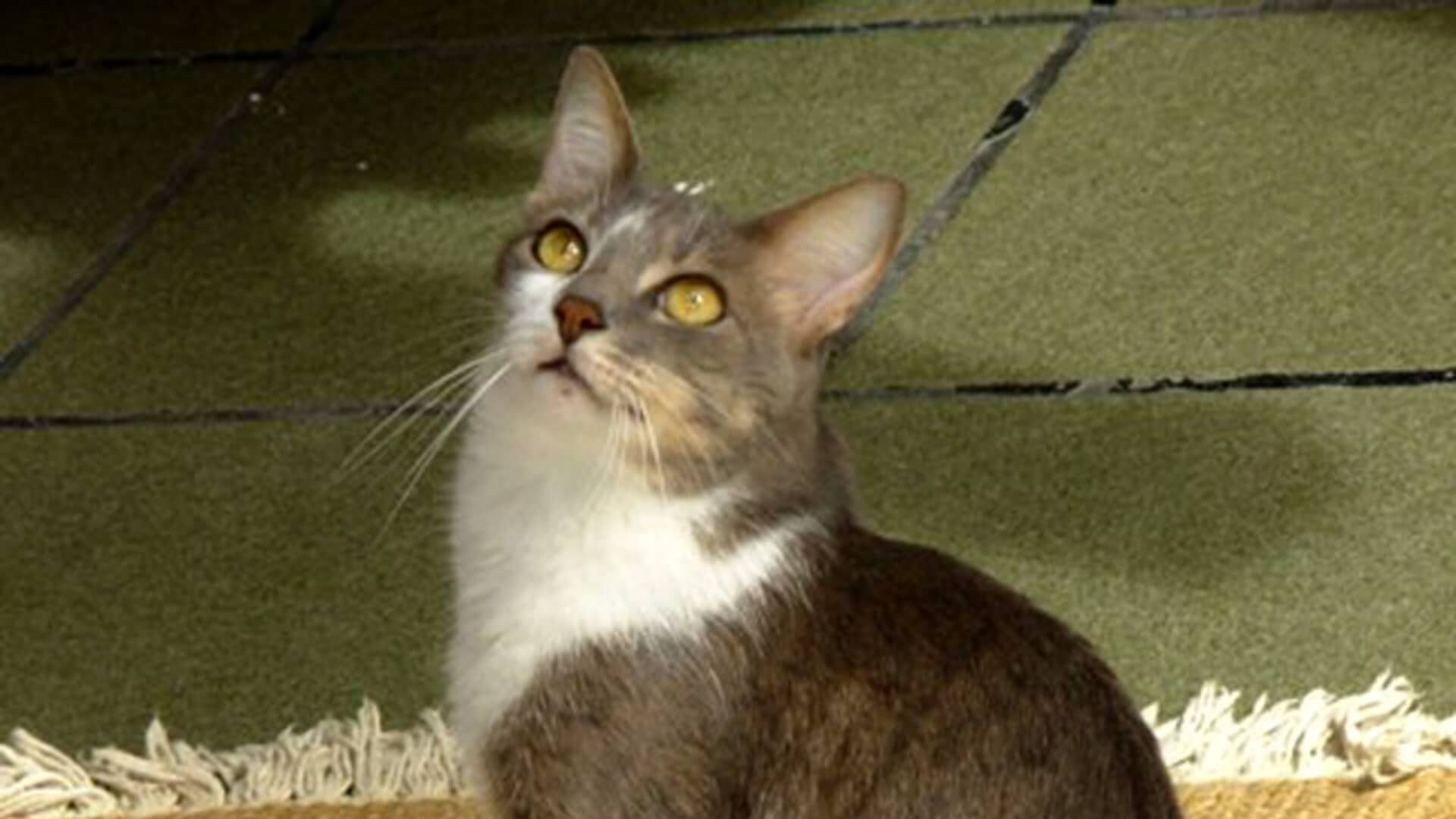 Brazilian shorthair