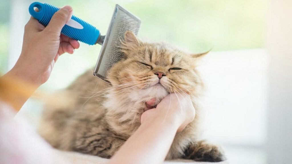 Brosse pour chat