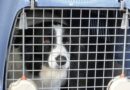 Cage de transport chien