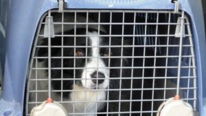 Cage de transport chien