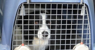 Cage de transport chien