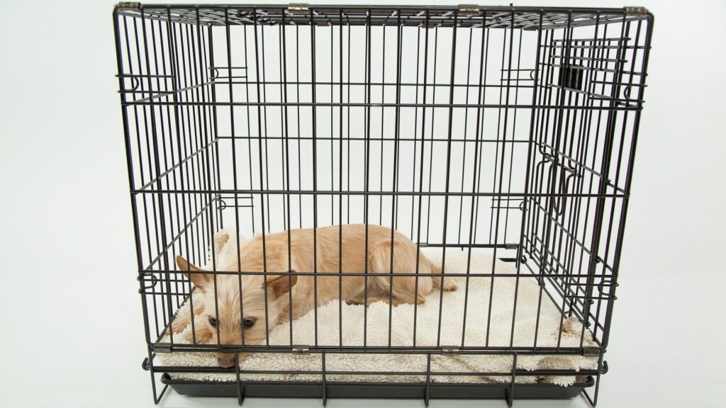 Cage pour chien